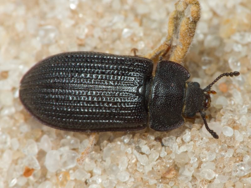 Grynocharis oblonga (Linnaeus, 1758)